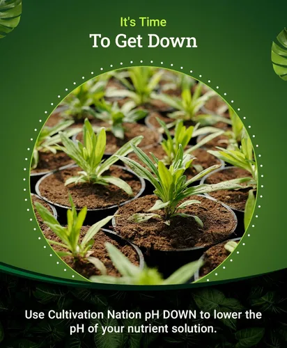 Vista 4 de FoxFarm Cultivation Nation pH Down for Plants' Soluciones de nutrientes - Formulado con ácido cítrico para ajuste - Ideal para suelos e hidroponía
