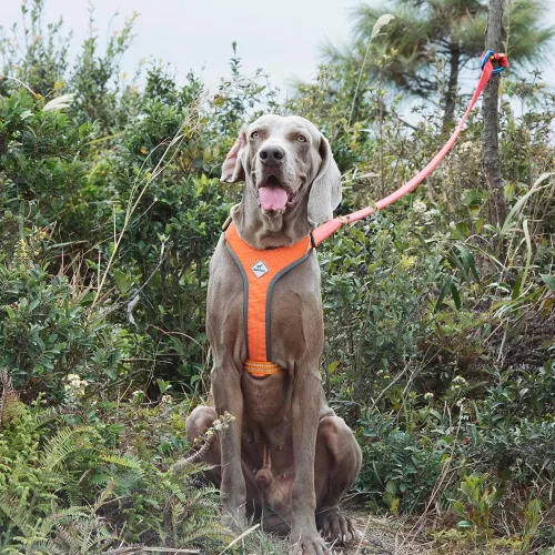Vista 7 de Arnés para perro sin tirones, sin estrangulamiento, diseño ajustable, transpirable con rayas reflectantes, hebillas duraderas de rápida presión