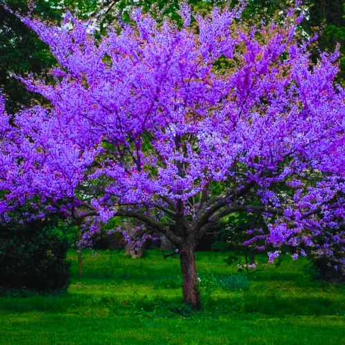 Vista 4 de Árbol Redbud oriental rosa morado, 7-13 pulgadas de alto
