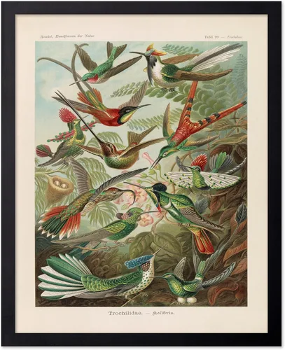 Vista 30 de Poster Master Póster vintage de James Audubon – Impresión retro de amargo americano – Arte de aves de América – Regalo para hombres, mujeres
