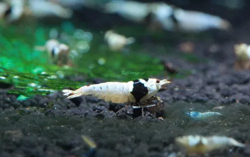 Vista 2 de Camarones vivos para acuario de agua dulce - Caridina (Black King Kong, 5 unidades)