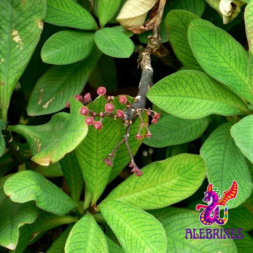 Vista 5 de Alebrixes Té de hierbas Moronel (6 onzas) Té de hierbas Moronel de calidad premium Te Planta de la Vida - Té de hierbas sueltas Artesanal