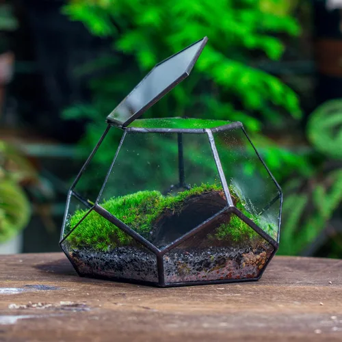Vista 2 de NCYP Terrario geométrico de vidrio pequeño con puerta, 7.1 x 7.1 x 4.7 pulgadas, maceta cerrada con pentágono negro para suculentas, plantas