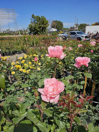 Vista 8 de Árbol de rosas, planta de floración viva, 4-5 pies de alto, refloreciendo todo el año, maceta de 5 galones