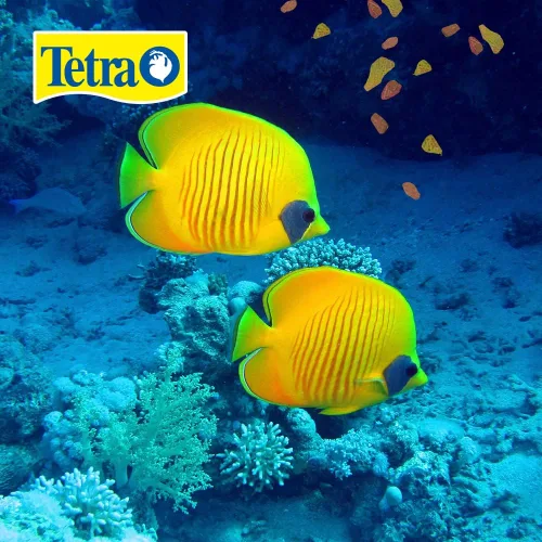 Vista 5 de Alimento para peces TetraMin Tropical Flakes