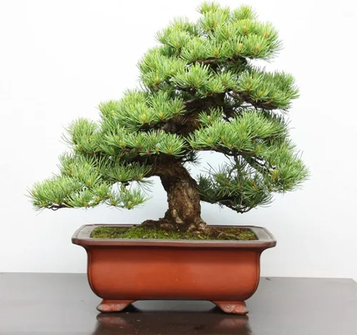 Vista 4 de Más de 180 semillas de árbol bonsái semillas de pino japonés para plantar