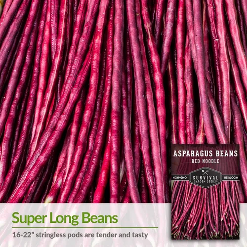 Vista 3 de Yardlong - Semillas de frijoles para plantar, semillas de frijoles espárragos de fideos rojos, vainas rojas extralargas en vides trepadoras amantes