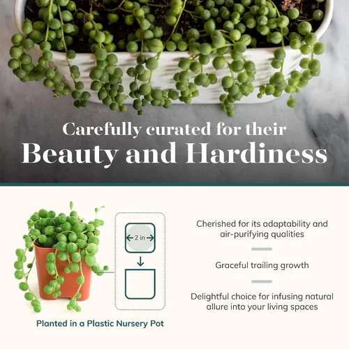 Vista 3 de Shop Succulents String of Pearls - Maceta suculenta de 2 pulgadas, paquete de 20