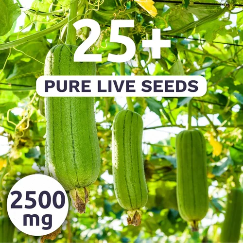 Vista 2 de Luffa Gourd - Sobre grande de 2,500 mg - 25 semillas de flores para plantar - Luffa aegyptiaca