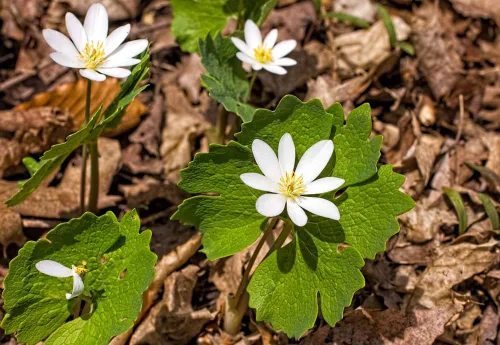 Vista 2 de Semillas de Sangre para Plantar (30 Semillas) - Sanguinaria Canadensis - Planta Medicinal