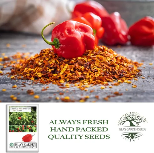 Vista 4 de Semillas de pimiento picante Habañero rojo caribeño, 25 semillas tradicionales por paquete, semillas sin OMG, nombre botánico: Capsicum chinense