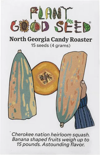 Vista 6 de Plant Good Seed Semillas orgánicas de calabaza de invierno Burgess Buttercup - Paquete de 30, semillas tradicionales para plantar verduras