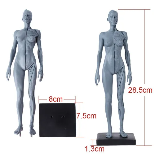Vista 3 de Dental Nueva Anatomía Anatómica Femenina Cráneo Cabeza Cuerpo Modelo Músculo Hueso (11.8 in) Altura