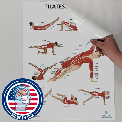 Vista 9 de Anatomy Lab Póster muscular, esquelético, yoga, estiramiento y pilates, anatomía y fisiología – Paquete de 5 LAMINADO 17.3 x 22.5 pulgadas, tabla