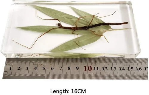 Vista 4 de Espécimen de resina transparente de insectos raros Espécimen de insectos de palo real para pisapapeles ciencia educación taxidermia instrumento
