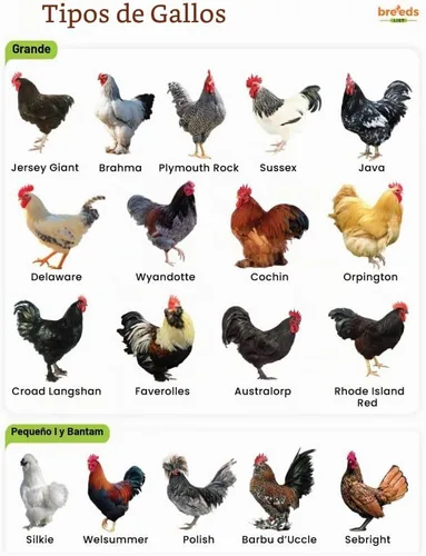 Vista 6 de Farmalab B12 5500 Plus para gallinas aves de corral Gamefowl Plus para Gallos Gallinas Pollos Aves de Corral