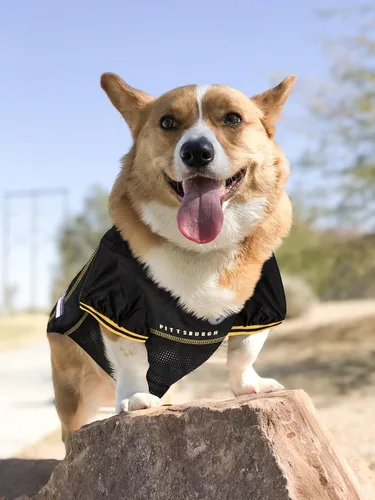 Vista 3 de NFL Pittsburgh Steelers - Camiseta para perro, talla: S, disfraz para perros y gatos de camiseta de fútbol con licencia