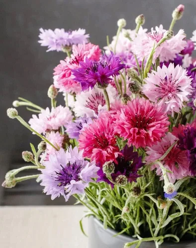 Vista 2 de TomorrowSeeds - Semillas de botón de soltero altas rosadas - Más de 1000 unidades - para plantar 2025 Centaurea Rose Heirloom Ramo de flores
