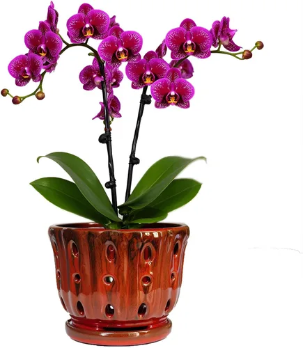 Vista 12 de Maceta de Cerámica para Orquídeas con Platillo Adjunto y Agujero de Drenaje de 6 Pulgadas (Negro)