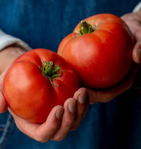 Vista 18 de Burpee 'Big Rainbow' Heirloom, Tomate Grande Beefsteak para Rebanar, 100 Semillas Sin OGM