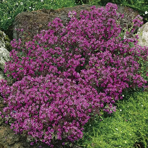 Vista 4 de 100 semillas de tomillo rastrero - Thymus Serpyllum, flor de hierba de tomillo elfo, semillas fragantes de cobertura del suelo, semillas perennes