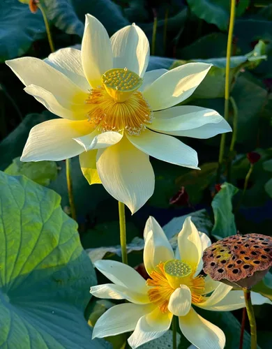 Vista 6 de Color mezclado Bonsai Bowl Lotus Water Lily Semillas (30 PCS)