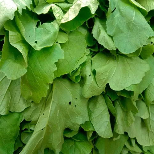 Vista 3 de Semillas de Mostaza (Florida Broadleaf) (1000 Semillas)