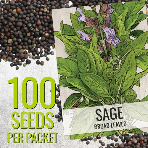 Vista 3 de Seed Needs Semillas de salvia para plantar hierbas de hoja ancha, semillas de hierbas culinarias sin OMG y sin tratar para plantar un jardín