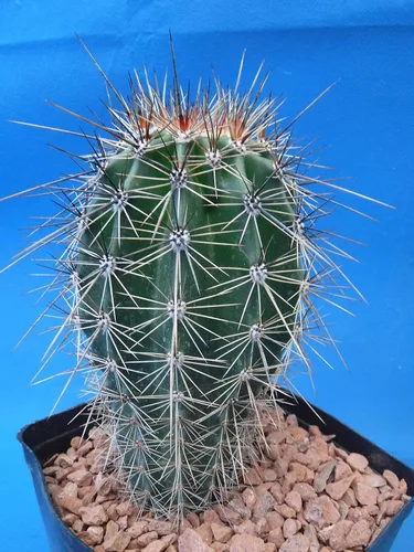 Vista 7 de Cactus Saguaro de 5 a 10 pulgadas de alto de 8 a 10 años (raíz desnuda)