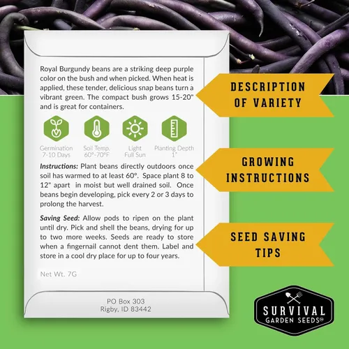 Vista 2 de Survival Garden Seeds - Semilla de frijol burdeos real para plantar - Paquete con instrucciones para plantar y cultivar frijoles morados sin hilo