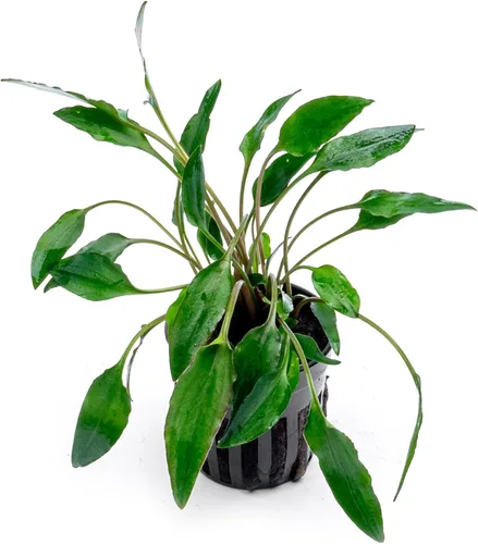 Vista 7 de SubstrateSource Cryptocoryne Plantas de acuario vivas, planta de agua dulce para acuarios, tanques de peces plantados, aptas para principiantes