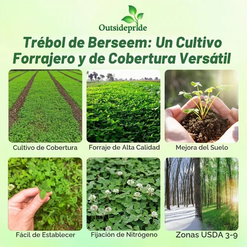 Vista 3 de Outsidepride - Semilla de trébol berseem para parcelas de alimentos, forraje de ganado y cultivos de cobertura, 10 lb