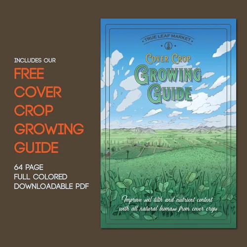 Vista 4 de Sustainable Seed Co Cover Crop Seed Mix Organic 1 lb ~ 6,800 Semillas Pollinator & Bee Friendly Cover Crop Mix - Clover Cover Crop Blend