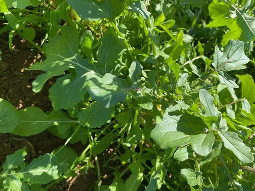 Vista 3 de Plant Good Seed Semillas orgánicas de rúcula Astro para plantar: ensalada picante verde para esporuting, hojas verdes suculentas - Paquete de 600