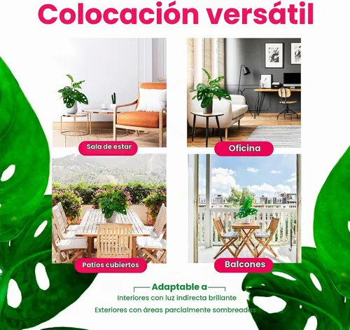 Vista 7 de BubbleBlooms Planta de queso suizo Monstera Adansonii, vive en una maceta de 4 pulgadas por BubbleBlooms