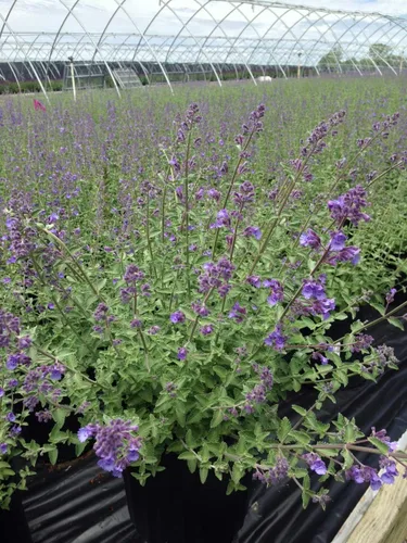 Vista 3 de Nepeta muss. 'Blue Wonder' (Catmint) Perenne, flores azules, 1 - Contenedor