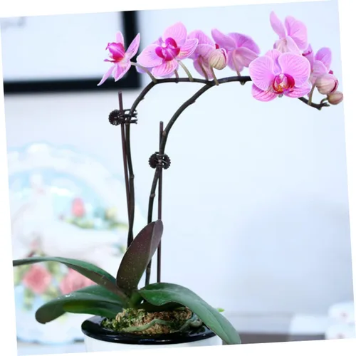 Vista 7 de Yardwe 150pcs Phalaenopsis Orchid Clip Pepino Plantas Plantas de Plástico Plantas Plantas en maceta Vegetales Soporte de Plantas Clip Clip