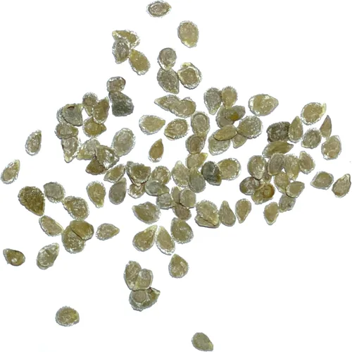 Vista 6 de Seed Needs Semillas de tomate para plantar tomates indeterminados de carne de res verdaderos, reliquia sin OMG y semillas de vegetales sin tratar