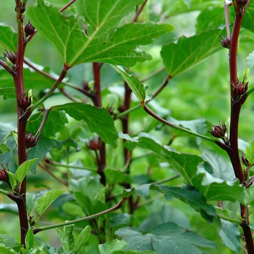 Vista 8 de Roselle Rojo (Hibiscus sabdariffa) - Paquete de 50 Semillas