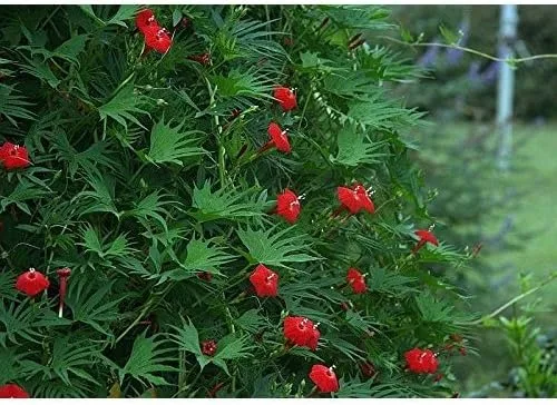 Vista 2 de Vid trepadora cardenal, colibríes, flores rojas, 18 semillas! Groco