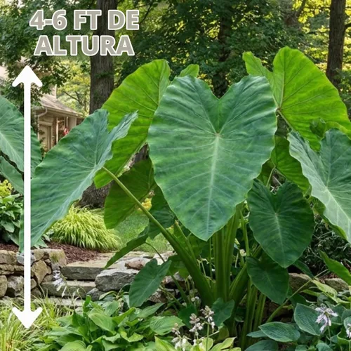 Vista 6 de Oreja de elefante gigante (3 bombillas) Colocasia Esculenta - Hermosos bulbos, tropicales
