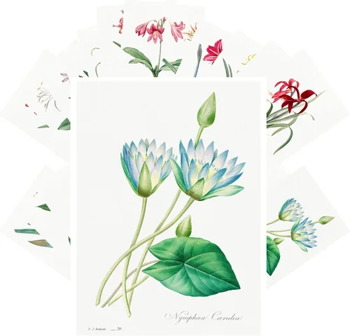 Vista 17 de PIXILUV Johann - Postales vintage (24 unidades), diseño de flores salvajes, jardín, aun vida, arte de pintura de museo antiguo, reimpresión