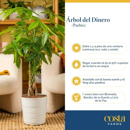 Vista 6 de Costa Farms Árbol del Dinero Planta Viva en Maceta Decorativa, Purificadora de Aire para Interiores, Perfecta para Decoración de Hogar, Habitación u