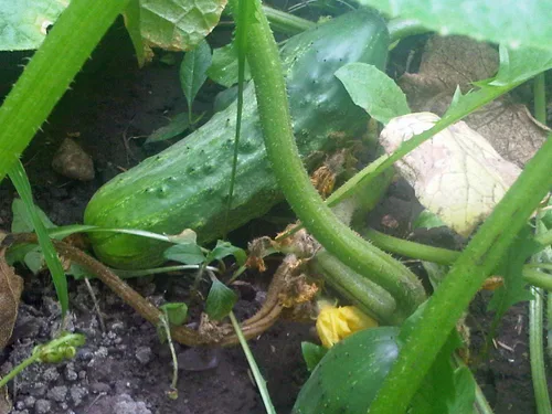 Vista 2 de Pepino, semillas nacionales de pepino encurtido, reliquia, 25 semillas, ideal para encurtir