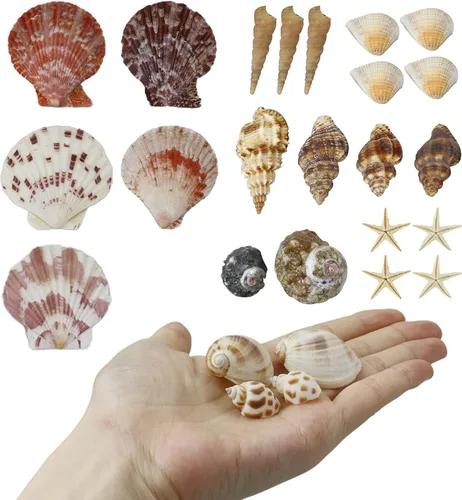 Vista 6 de WEOXPR Conchas marinas mixtas, más de 100 piezas de conchas de playa, estrellas de mar, varias tallas de conchas marinas del océano para rellenar 11