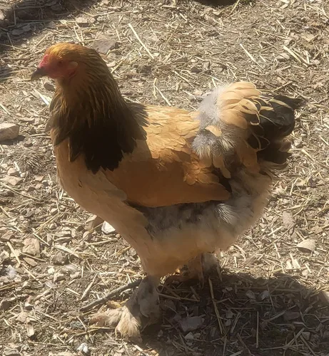 Vista 4 de Barnyard Mix Fertile Huevos para incubar de pollo criados en orgánicos (6 huevos)