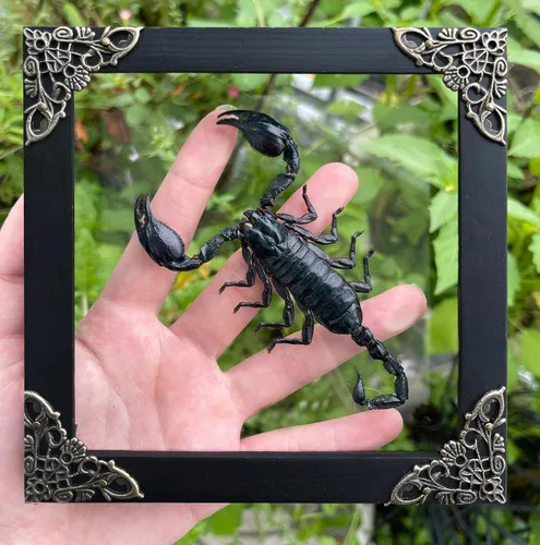 Vista 93 de 2 Real Dragonfly Specimens Shadow Box Framed Insect Display Oddities Curiosities Entomology Collection Natural History Wall Decor Gift for Nature