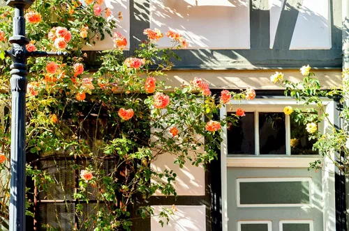 Vista 8 de 5 Seeds Orange Climbing Rose Rosa Bush Vine Climber Fragrant Butterfly Flower Seeds