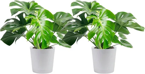 Vista 11 de Costa Farms - Planta interior, filodendro de hoja partida, monstera deliciosa Maceta decorativa