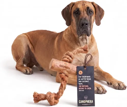Vista 12 de Canophera Juguete masticable de madera y coco para perros para dientes y encías saludables, tamaño pequeño, todas las razas de perros